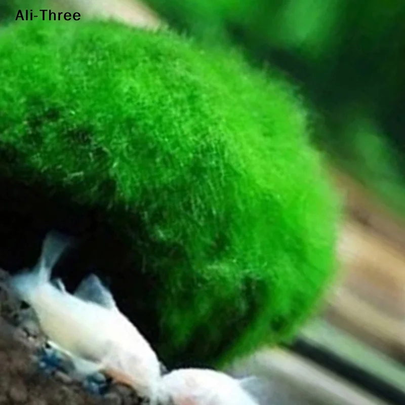 1Pcs 3-4cm Moss Balls Live Aqu - Aquarium Planted Tank Substrate recension och pris