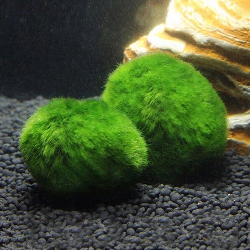 1Pcs 3-4cm Moss Balls Live Aqu - Aquarium Planted Tank Substrate recension och pris