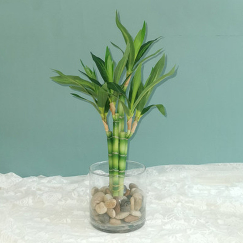 New 40cm Artificial Lucky Bamb - Aquarium Plant In Pot recension och pris