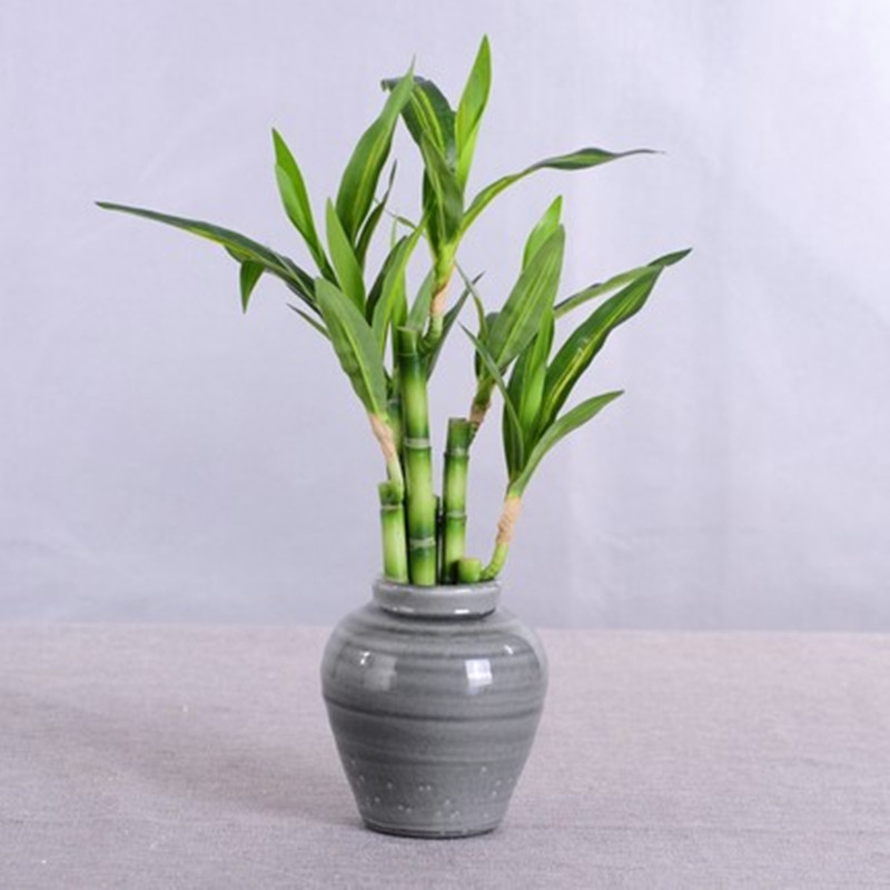 New 40cm Artificial Lucky Bamb - Aquarium Plant In Pot recension och pris