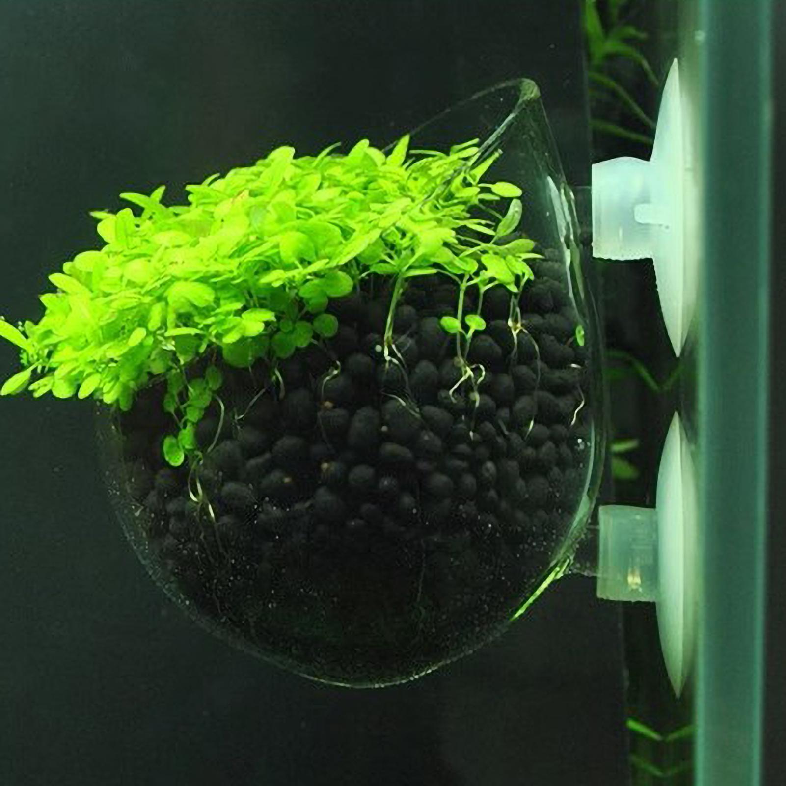 Aquarium Plant Holder Glass Aq - Aquarium Planted Tank Substrate recension och pris