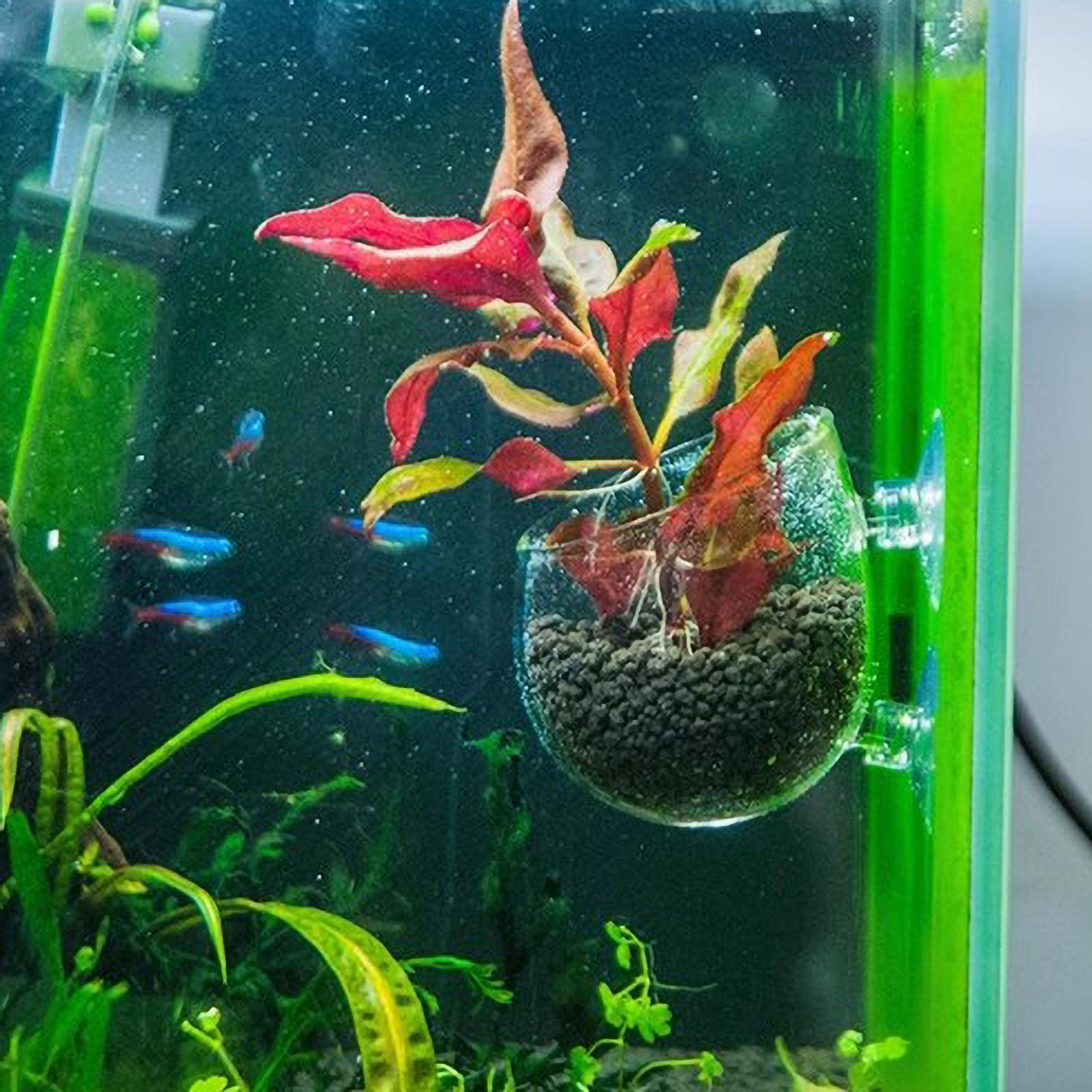 Aquarium Plant Holder Glass Aq - Aquarium Planted Tank Substrate recension och pris