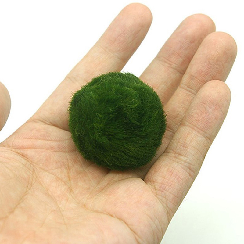 Marimo Moss Balls Live Aquariu - Aquarium Planted Tank Substrate recension och pris