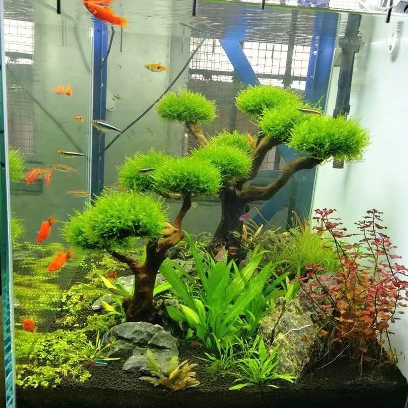 Fish tank greening wood frame  - Aquarium Planted Tree recension och pris