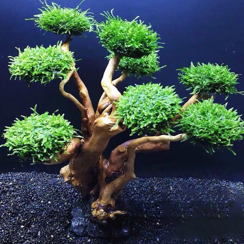 Fish tank greening wood frame  - Aquarium Planted Tree recension och pris